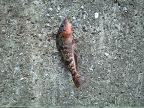 f:id:z50:20110610194259j:image f:id:z50:20110610194259j:image