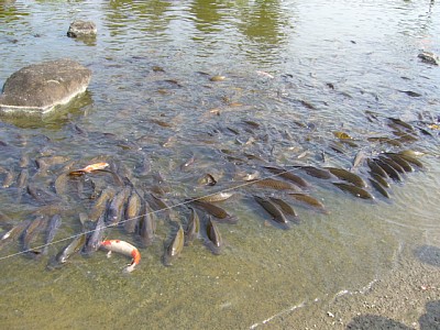 f:id:zaikabou:20050827230147j:image