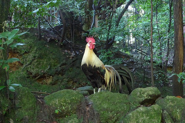 f:id:zaikabou:20100814132415j:image f:id:zaikabou:20100814132415j:image