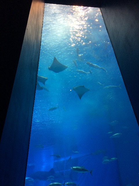 f:id:zakiyamazaki:20150610144559j:image f:id:zakiyamazaki:20150610144559j:image