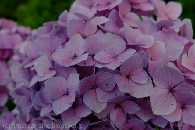 f:id:zakizine-jpn:20160613213144j:image f:id:zakizine-jpn:20160613213144j:image