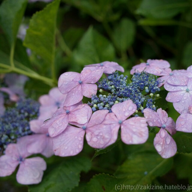 f:id:zakizine-jpn:20160621215646j:image f:id:zakizine-jpn:20160621215646j:image