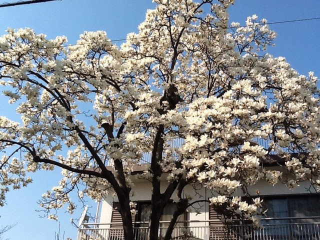 f:id:zam:20140325185656j:plain f:id:zam:20140325185656j:plain