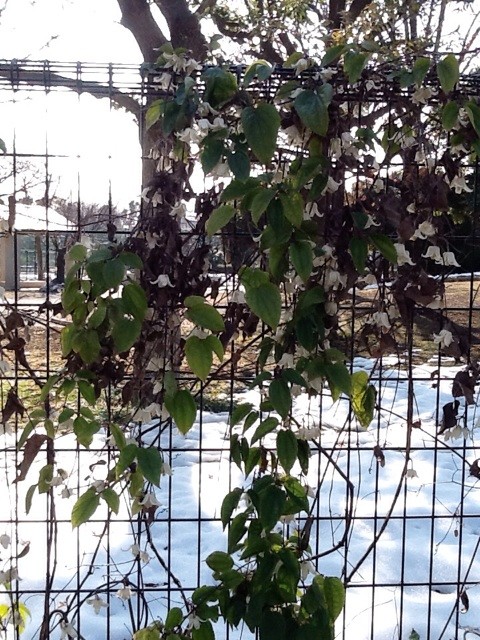 f:id:zam:20140326051448j:plain f:id:zam:20140326051448j:plain