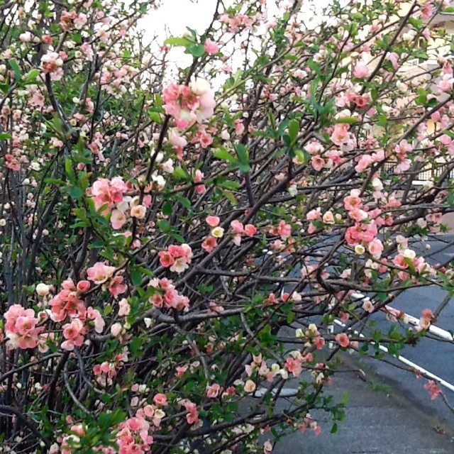 f:id:zam:20140329193910j:plain f:id:zam:20140329193910j:plain