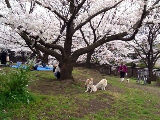 f:id:zam:20140402234819j:plain f:id:zam:20140402234819j:plain