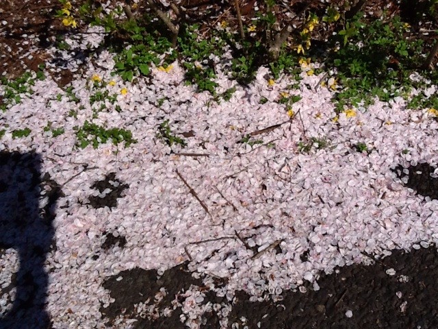 f:id:zam:20140405014432j:plain f:id:zam:20140405014432j:plain