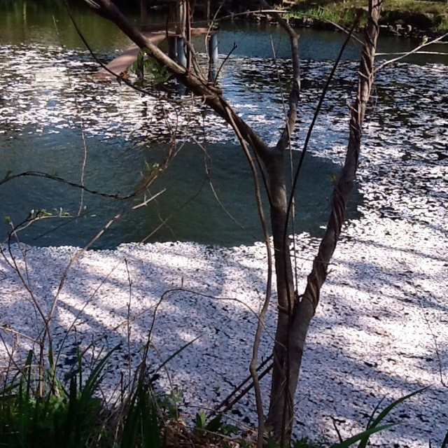 f:id:zam:20140405014525j:plain f:id:zam:20140405014525j:plain