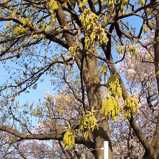 f:id:zam:20140407223812j:plain f:id:zam:20140407223812j:plain
