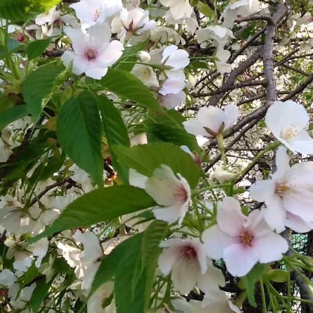 f:id:zam:20140411204713j:plain f:id:zam:20140411204713j:plain