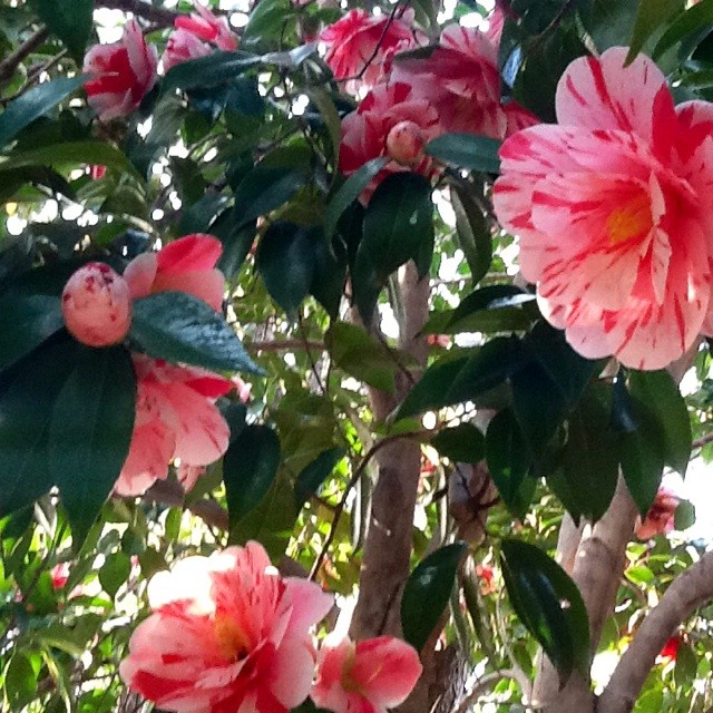 f:id:zam:20140413141006j:plain f:id:zam:20140413141006j:plain