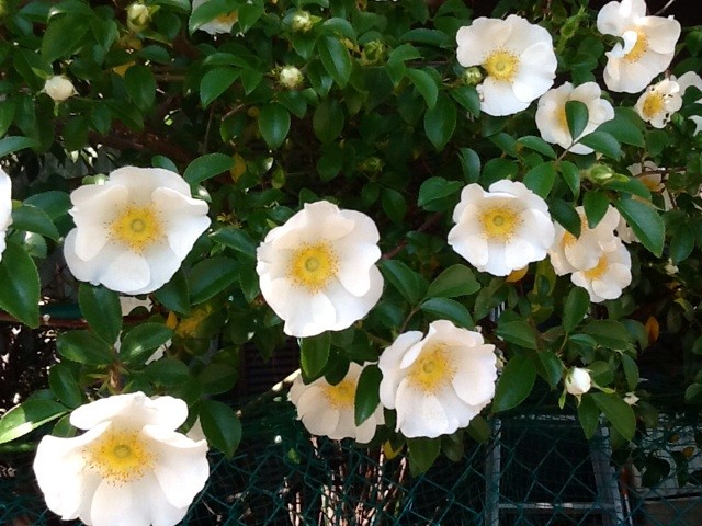 f:id:zam:20140427210200j:plain f:id:zam:20140427210200j:plain