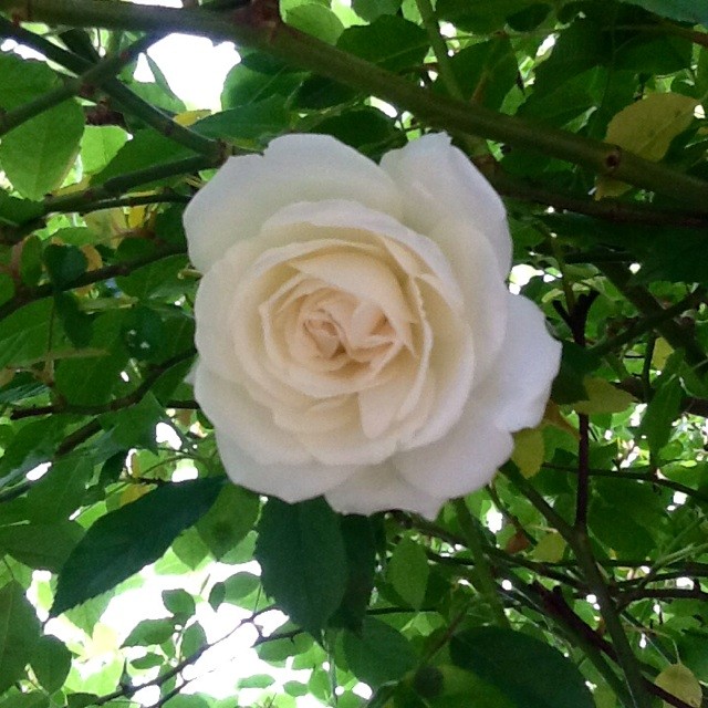 f:id:zam:20140503204707j:plain f:id:zam:20140503204707j:plain