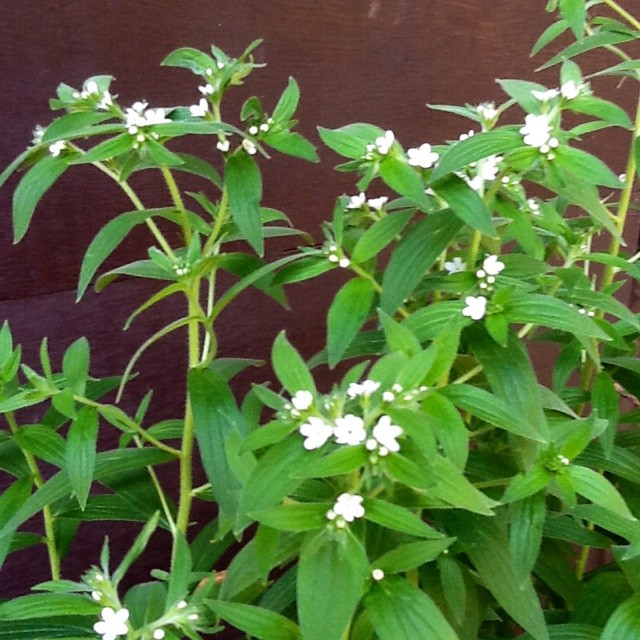 f:id:zam:20140507201022j:plain f:id:zam:20140507201022j:plain