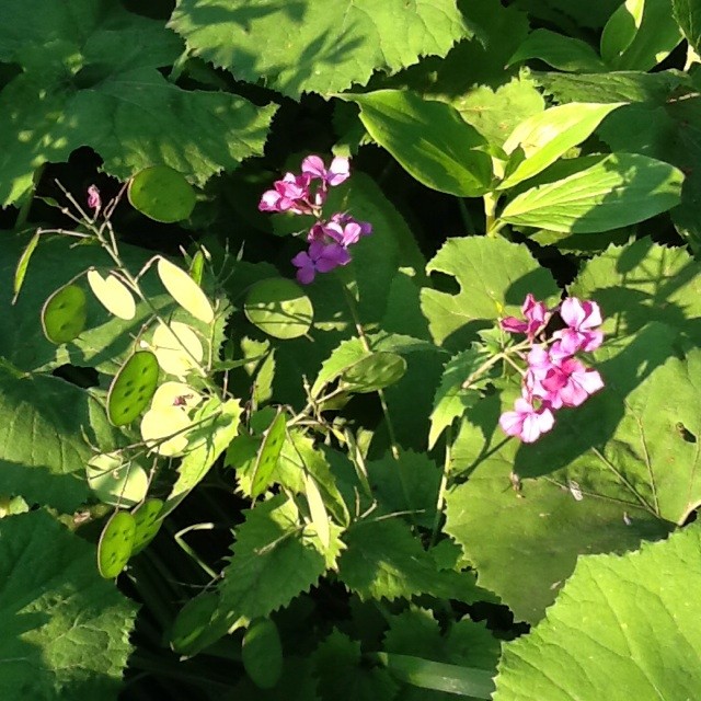 f:id:zam:20140507201528j:plain f:id:zam:20140507201528j:plain