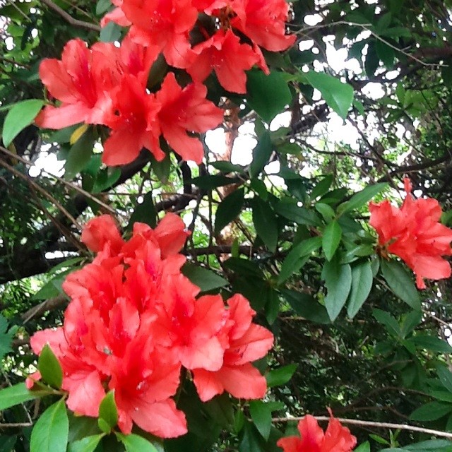 f:id:zam:20140508222735j:plain f:id:zam:20140508222735j:plain