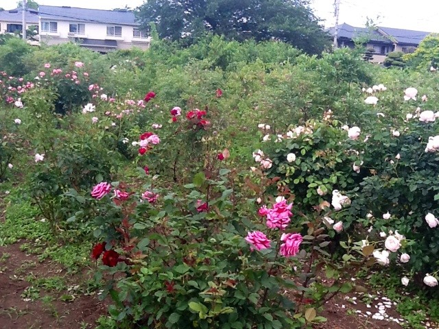 f:id:zam:20140516205635j:plain f:id:zam:20140516205635j:plain