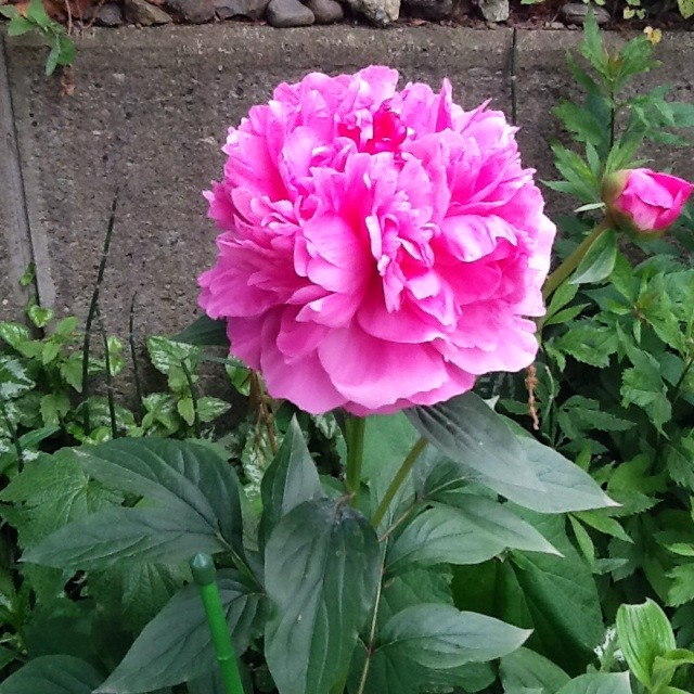 f:id:zam:20140516210006j:plain f:id:zam:20140516210006j:plain