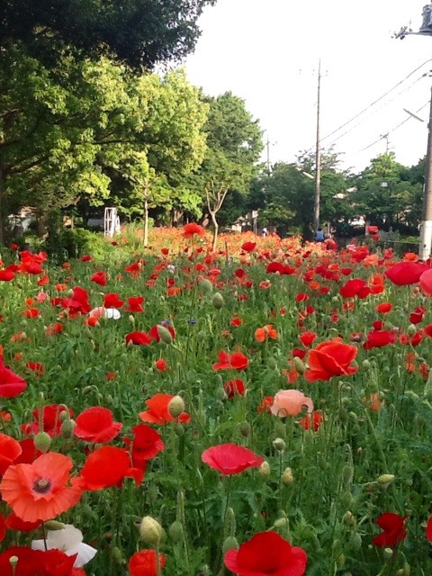 f:id:zam:20140516211233j:plain f:id:zam:20140516211233j:plain