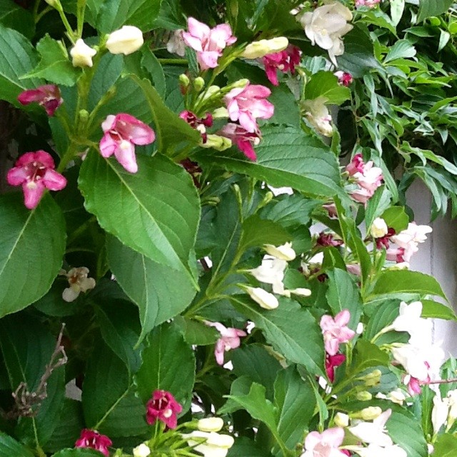 f:id:zam:20140517211333j:plain f:id:zam:20140517211333j:plain