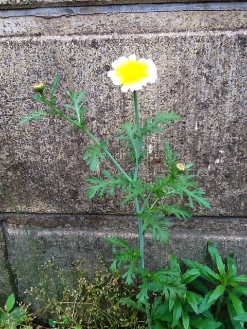 f:id:zam:20140517211410j:plain f:id:zam:20140517211410j:plain