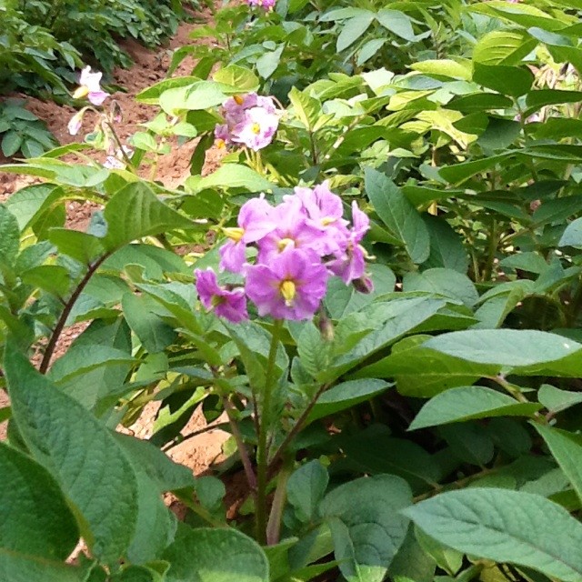 f:id:zam:20140517211439j:plain f:id:zam:20140517211439j:plain