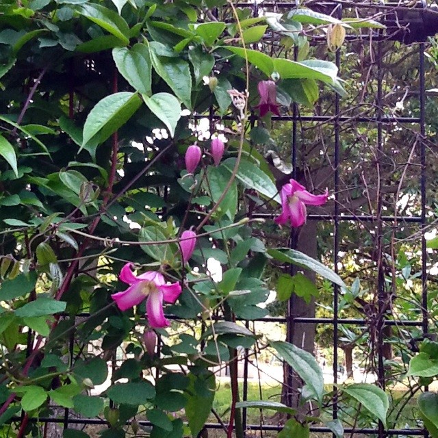 f:id:zam:20140524211404j:plain f:id:zam:20140524211404j:plain