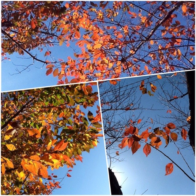 f:id:zam:20141202202327j:plain f:id:zam:20141202202327j:plain