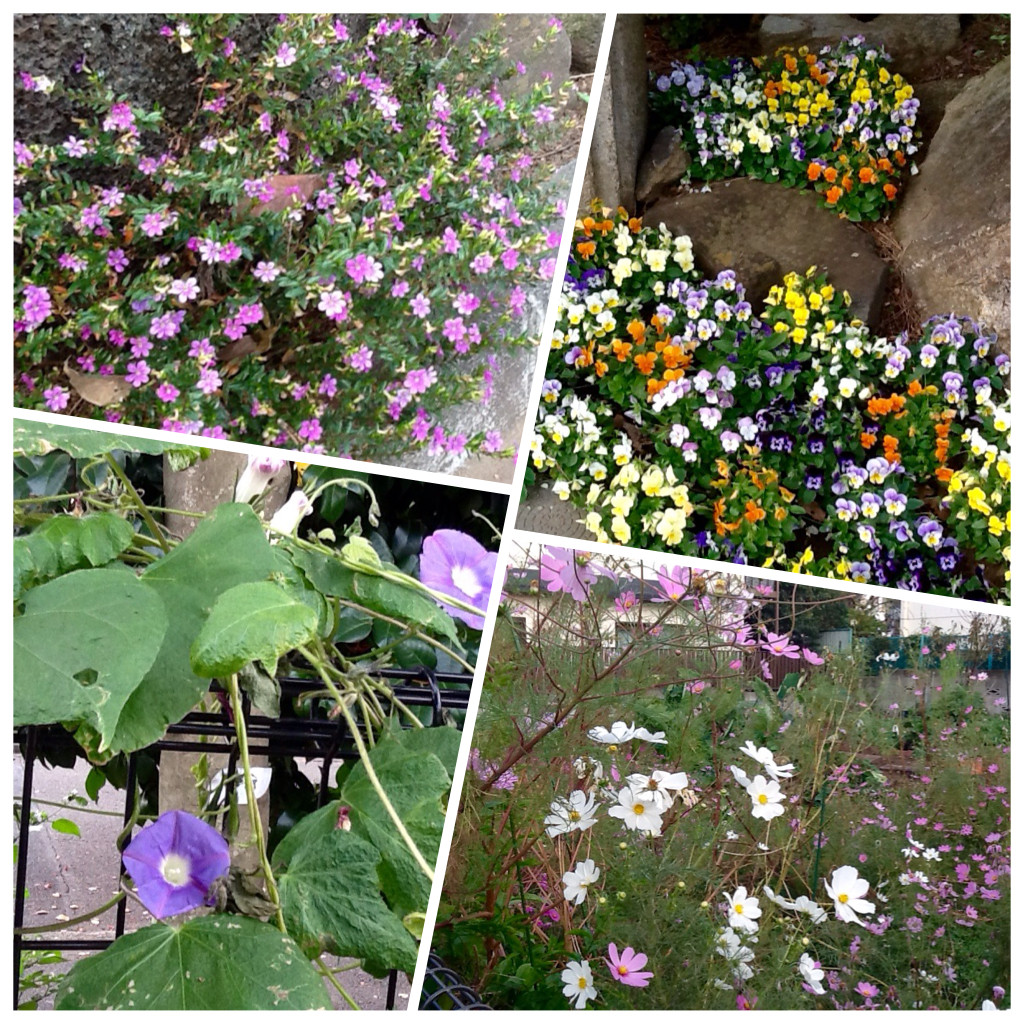 世田谷文学館 〜 大橋場 〜 烏山神社 お散歩日記