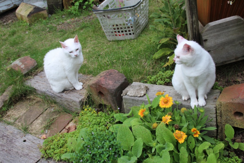 f:id:zappa38:20150705192819j:image f:id:zappa38:20150705192819j:image