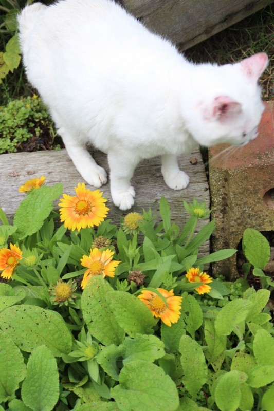 f:id:zappa38:20150705192820j:image f:id:zappa38:20150705192820j:image