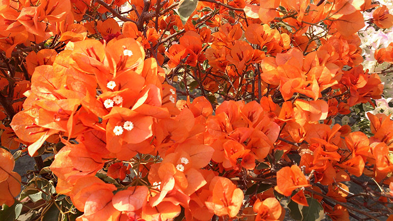 f:id:zazaizm:20160207221614j:plain:w533 f:id:zazaizm:20160207221614j:plain:w533