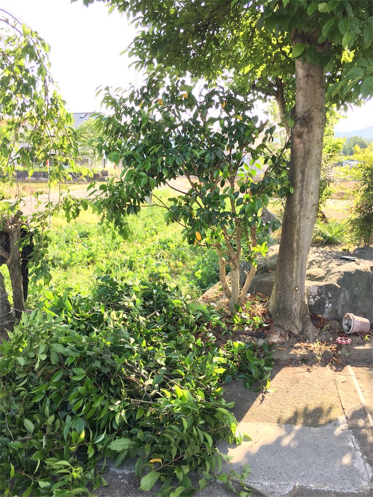 f:id:zbrr:20160522215758j:image f:id:zbrr:20160522215758j:image