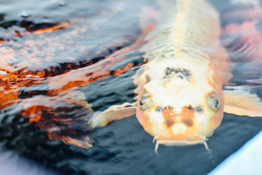 f:id:zoo_1112:20160612194728j:plain f:id:zoo_1112:20160612194728j:plain