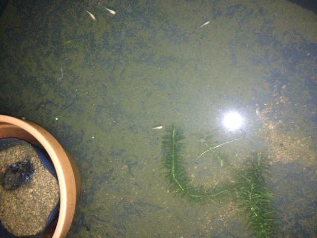 f:id:zuki_zuki_zukkii:20130708191621j:plain f:id:zuki_zuki_zukkii:20130708191621j:plain