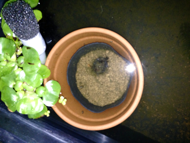 f:id:zuki_zuki_zukkii:20130708203238j:plain f:id:zuki_zuki_zukkii:20130708203238j:plain