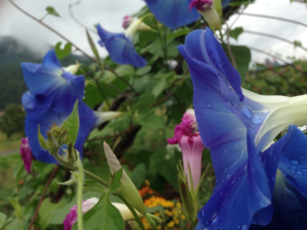f:id:zzzuke:20150814184738j:image f:id:zzzuke:20150814184738j:image