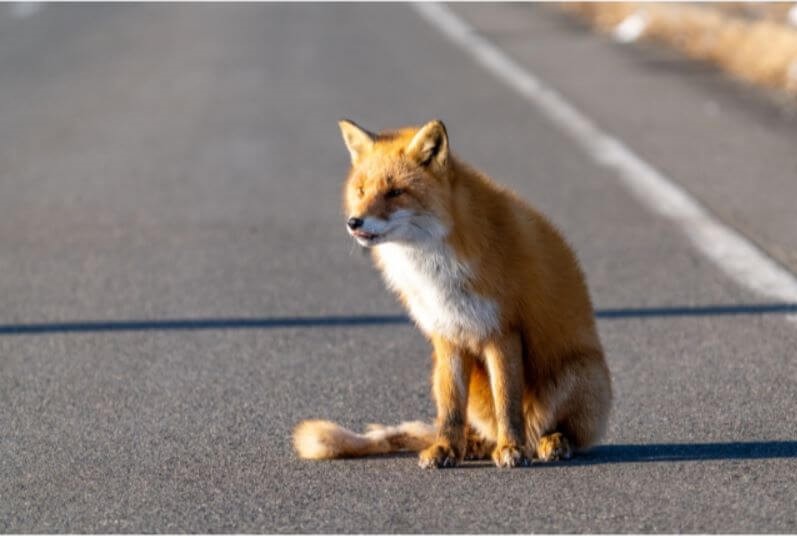 f:id:A---chan:20200121130002j:plain