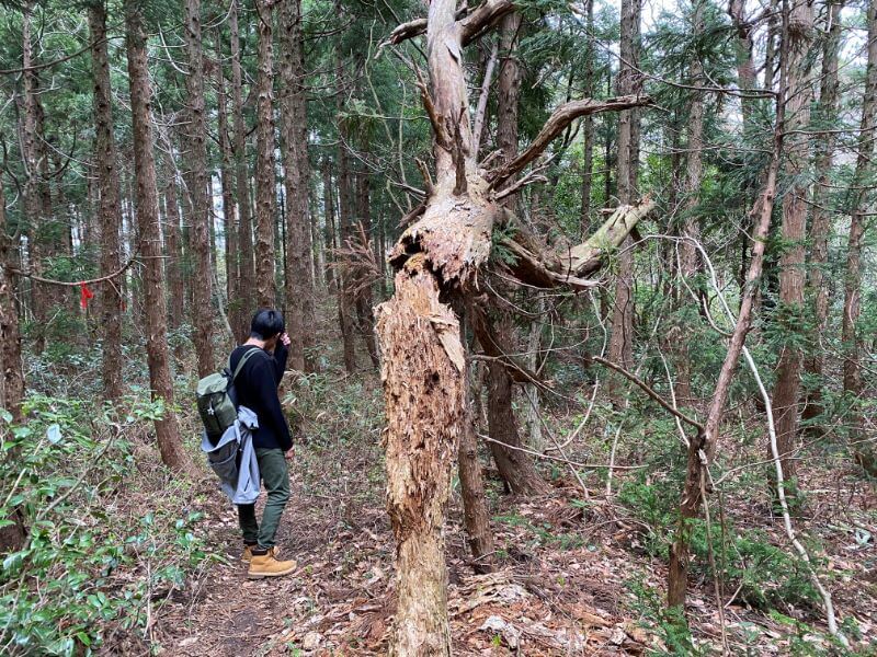 f:id:A---chan:20200418213320j:plain