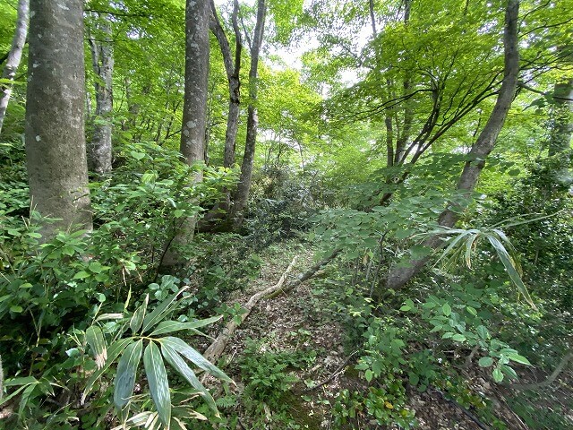 f:id:A---chan:20200529093458j:plain