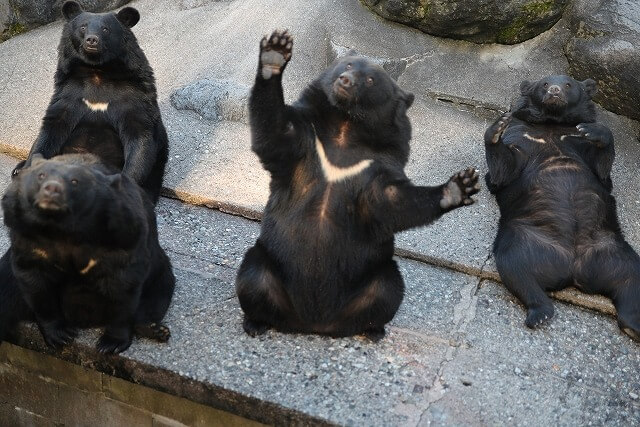 クマ遭遇 キャンプで持ってて安心な熊対策グッズ7選 格安 キャンプへgo
