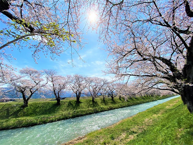 桜満開 富山県で お花見 ができるキャンプ場ベスト５ 格安 キャンプへｇｏ