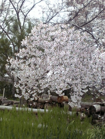 f:id:A-Z:20090404205013j:image f:id:A-Z:20090404205013j:image