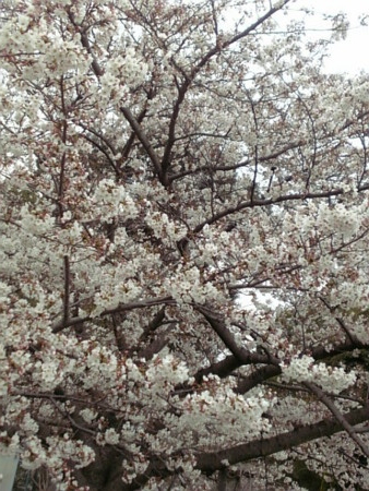 f:id:A-Z:20090404205015j:image f:id:A-Z:20090404205015j:image