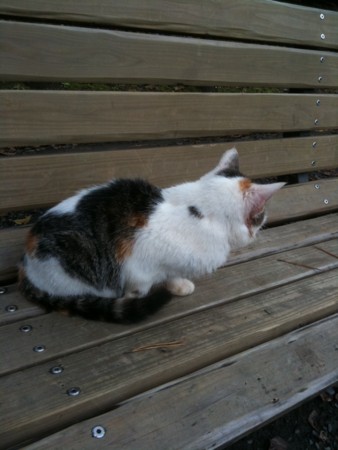 f:id:A-Z:20091217231918j:image