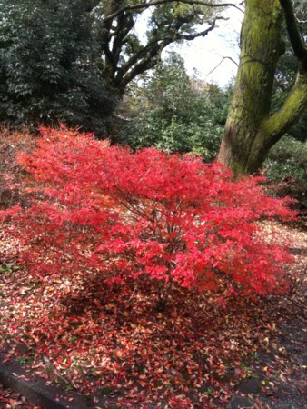 f:id:A-Z:20091217231920j:image