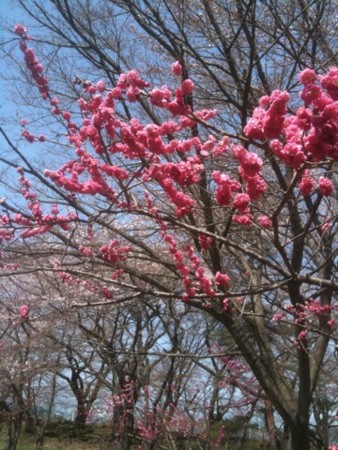 f:id:A-Z:20110410190703j:image