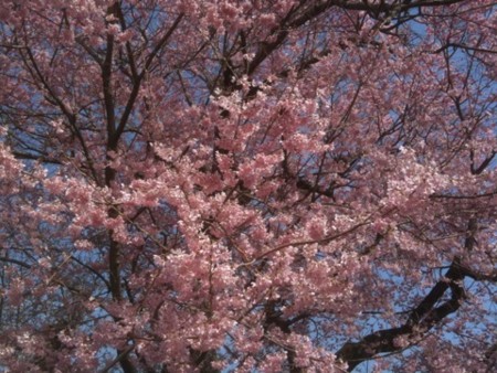 f:id:A-Z:20110410190909j:image