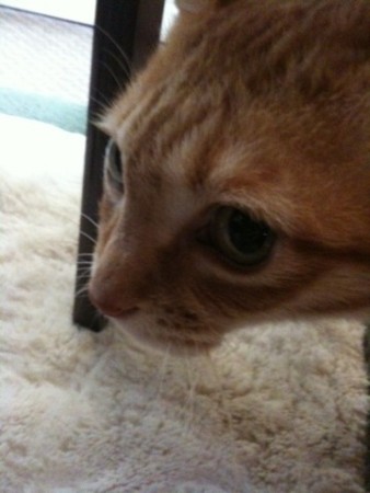 f:id:A-Z:20120103085246j:image