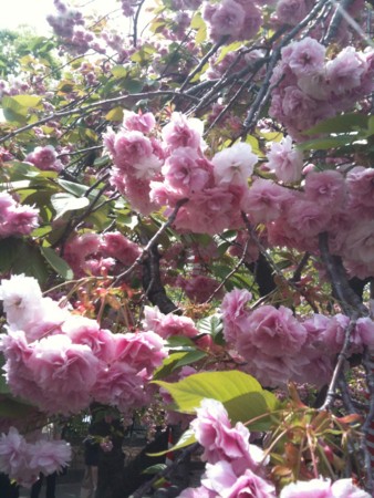 f:id:A-Z:20130505231029j:image